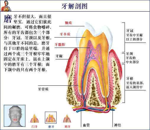 人体器官示意图（转载史上最全的人体）(46)