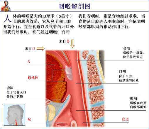 人体器官示意图（转载史上最全的人体）(47)