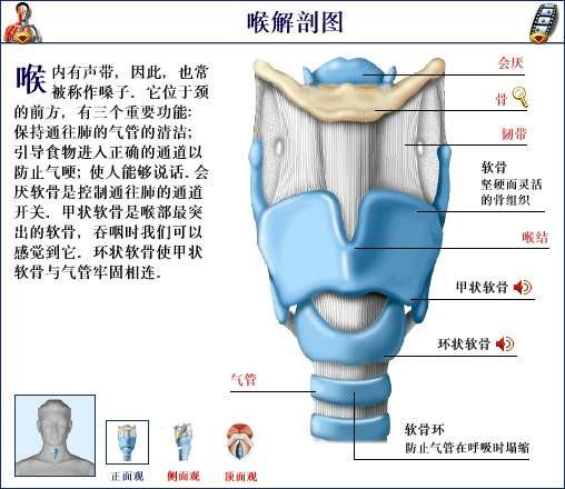 人体器官示意图（转载史上最全的人体）(48)