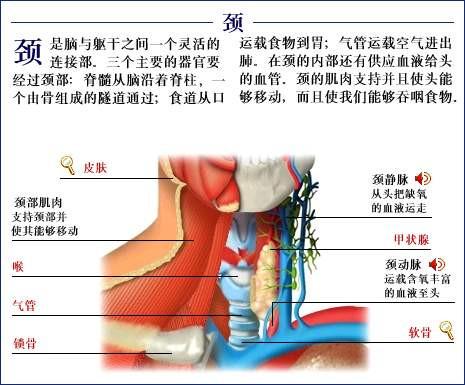 人体器官示意图（转载史上最全的人体）(49)