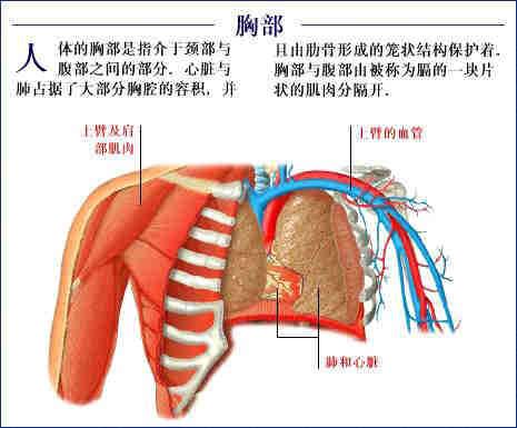 人体器官示意图（转载史上最全的人体）(55)