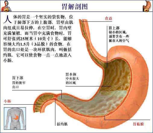 人体器官示意图（转载史上最全的人体）(58)