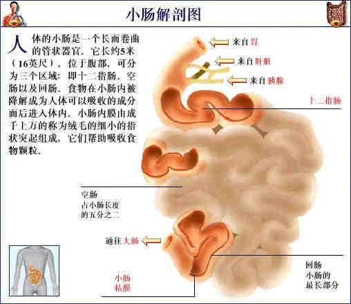 人体器官示意图（转载史上最全的人体）(60)