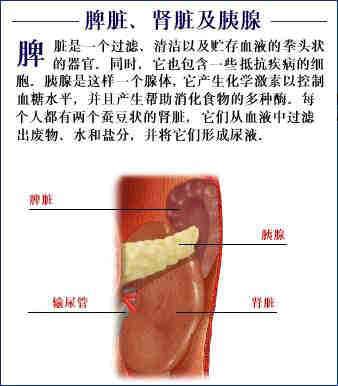 人体器官示意图（转载史上最全的人体）(63)