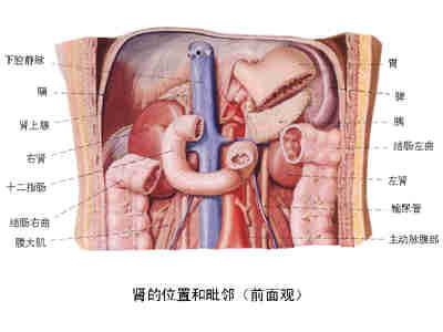 人体器官示意图（转载史上最全的人体）(65)