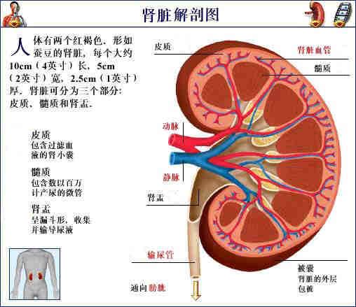 人体器官示意图（转载史上最全的人体）(66)