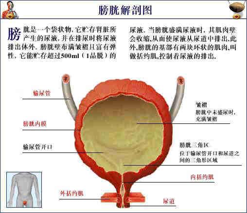 人体器官示意图（转载史上最全的人体）(68)