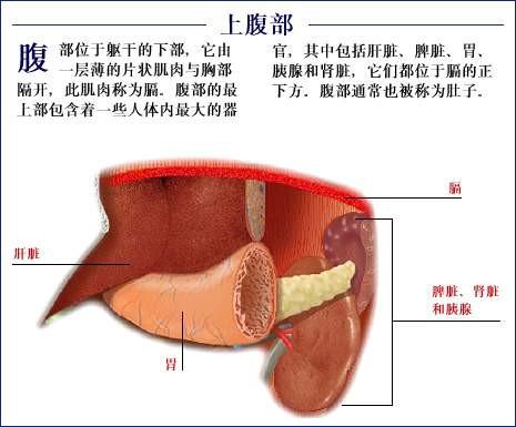 人体器官示意图（转载史上最全的人体）(69)