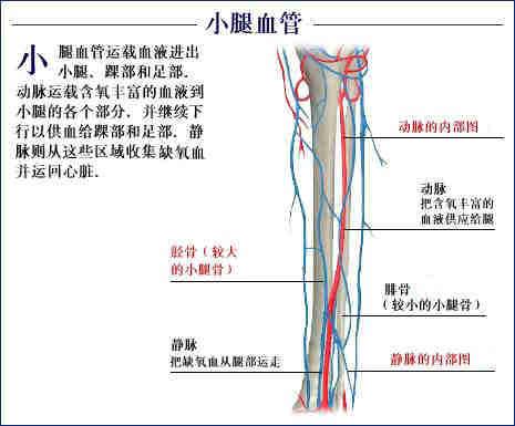 人体器官示意图（转载史上最全的人体）(79)