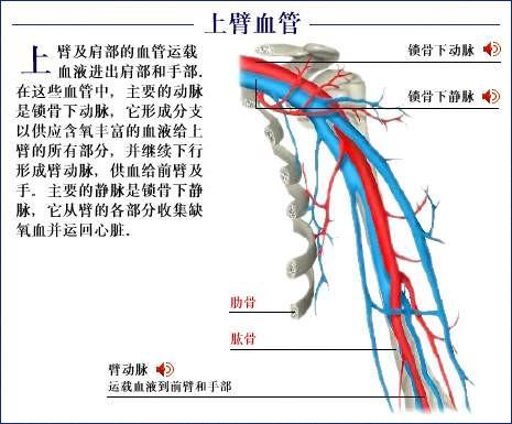 人体器官示意图（转载史上最全的人体）(80)