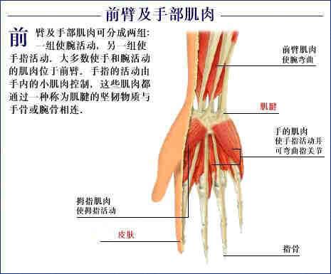 人体器官示意图（转载史上最全的人体）(82)