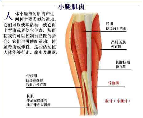 人体器官示意图（转载史上最全的人体）(84)