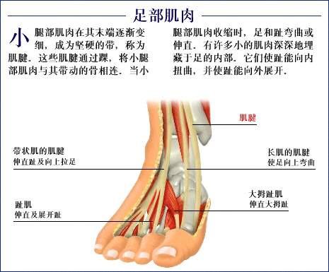 人体器官示意图（转载史上最全的人体）(85)