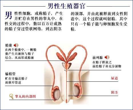 人体器官示意图（转载史上最全的人体）(86)