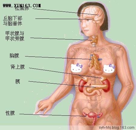 人体器官示意图（转载史上最全的人体）(90)