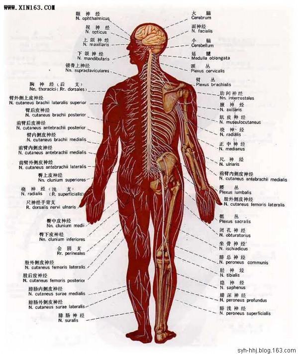 人体器官示意图（转载史上最全的人体）(92)