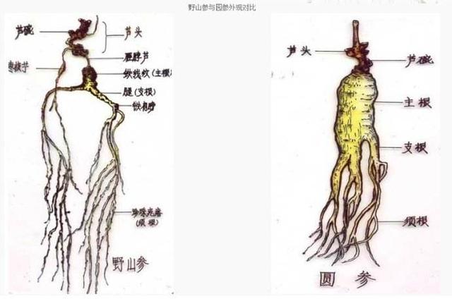 长白山人参介绍