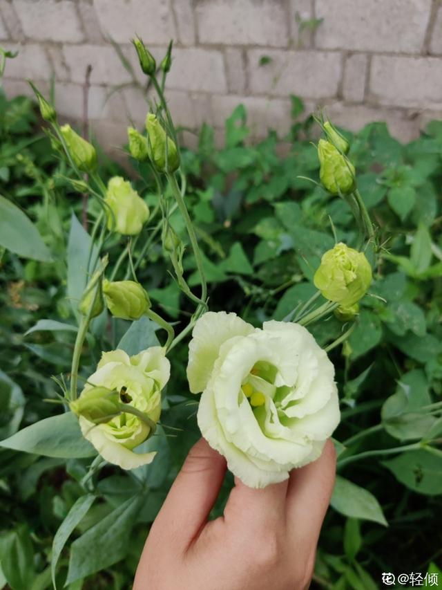 各种花的图片大全（80种常见植物图解出门识花不求人）(53)