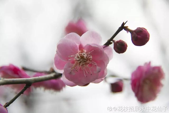 各种花的图片大全（80种常见植物图解出门识花不求人）(59)