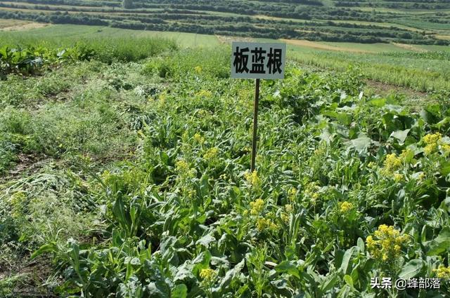 中药材种植项目（在农村种植项目怎么选）