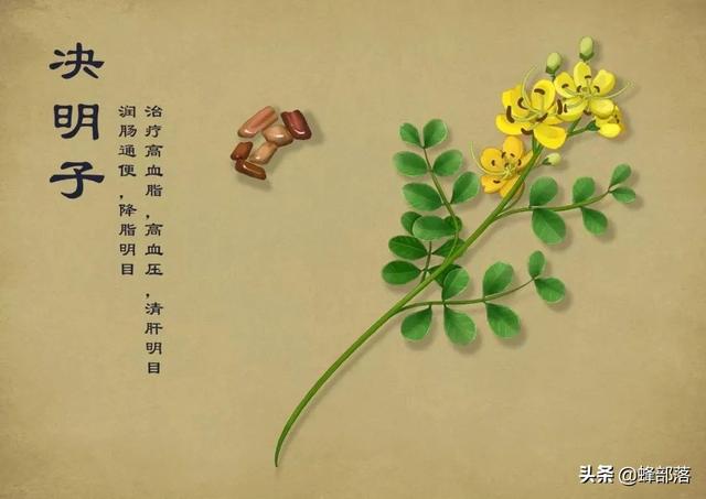 中药材种植项目（在农村种植项目怎么选）(5)