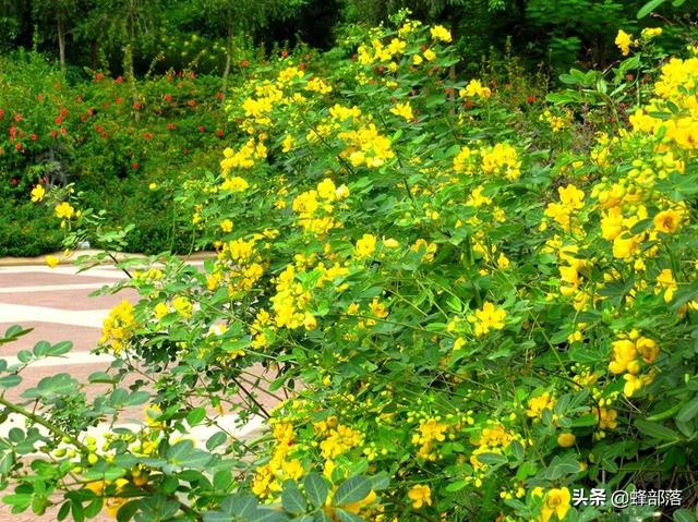 中药材种植项目（在农村种植项目怎么选）(6)