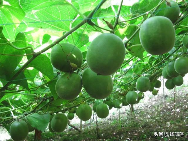 中药材种植项目（在农村种植项目怎么选）(12)