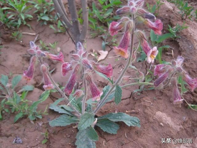 中药材种植项目（在农村种植项目怎么选）(16)