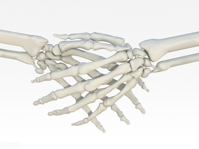 人体多少块骨头组成（骨骼不仅仅是由骨质组成）(1)