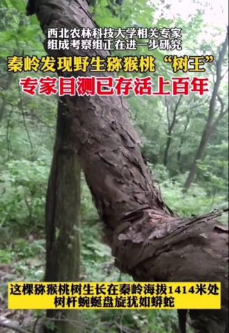 野生猕猴桃，秦岭现至今最粗、最大野生猕猴桃树王(1)