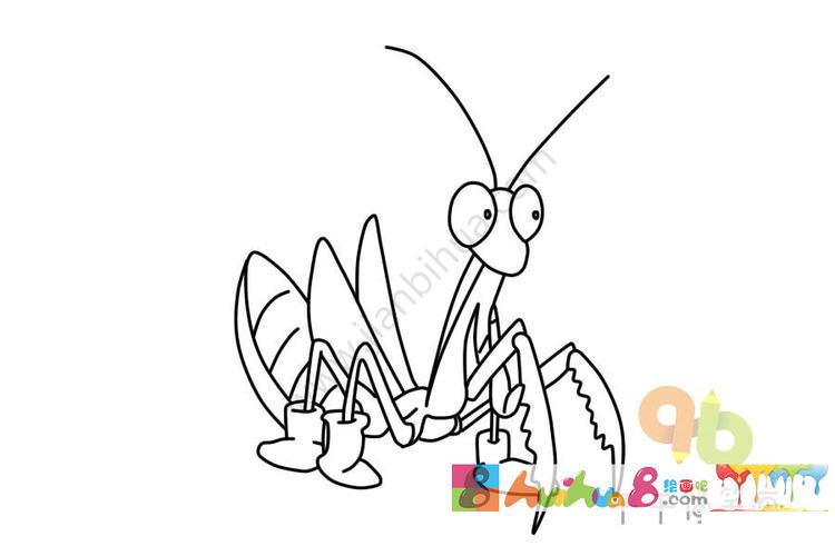 螳螂捕食食物简笔画（螳螂捕食的手抄报）(4)