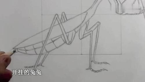螳螂捕食食物简笔画（螳螂捕食的手抄报）(7)