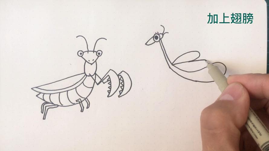 螳螂捕食食物简笔画（螳螂捕食的手抄报）(9)