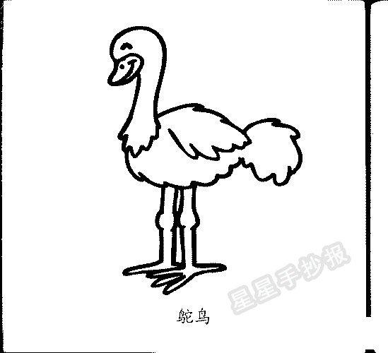 鸵鸟儿童简笔画（鸵鸟卡通图片简笔画）(2)