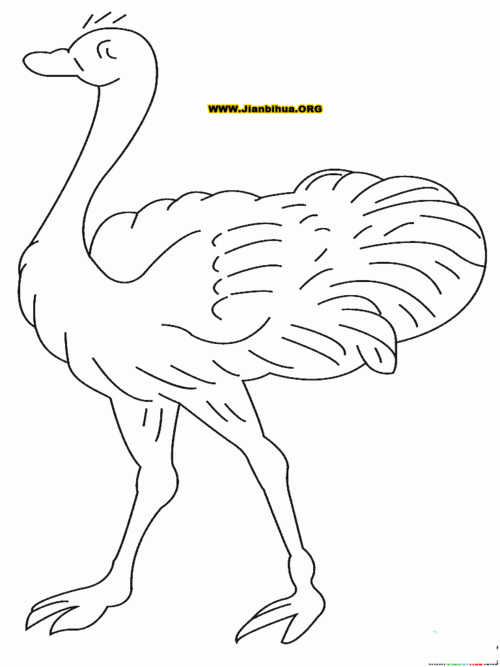 鸵鸟儿童简笔画（鸵鸟卡通图片简笔画）(4)