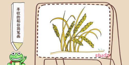 水稻的成长过程图片简笔画（水稻简笔画图片大全加颜色）(1)