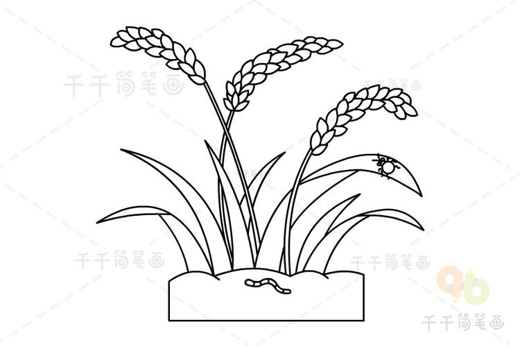 水稻的成长过程图片简笔画（水稻简笔画图片大全加颜色）(3)