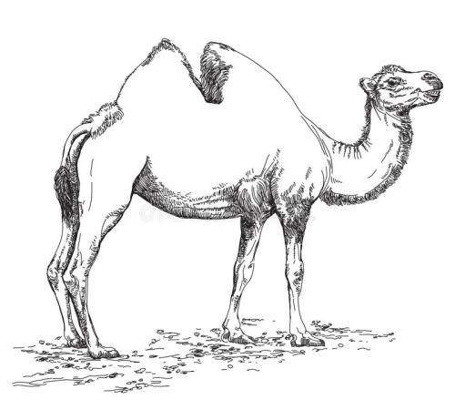 骆驼图片简笔画图片（骆驼简笔画带颜色）(6)