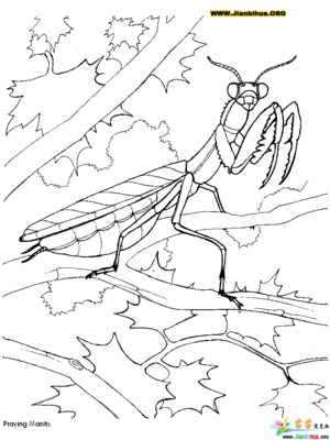 简笔画螳螂涂色（螳螂卡通图片简笔画）(5)