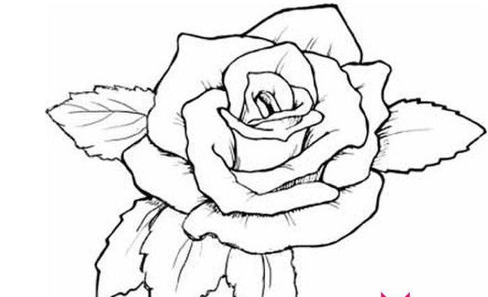 玫瑰花图片简笔画卡通图片（玫瑰花卡通图片简笔画）(6)