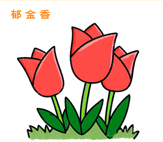 郁金香花简笔画图片大全（郁金香花朵简笔画步骤图片带颜色）(5)