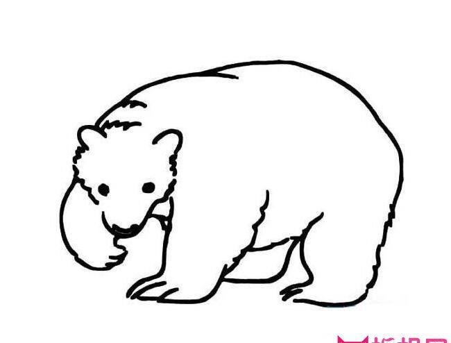 熊简笔画手抄报图片（一只熊的手抄报图片大全）(6)