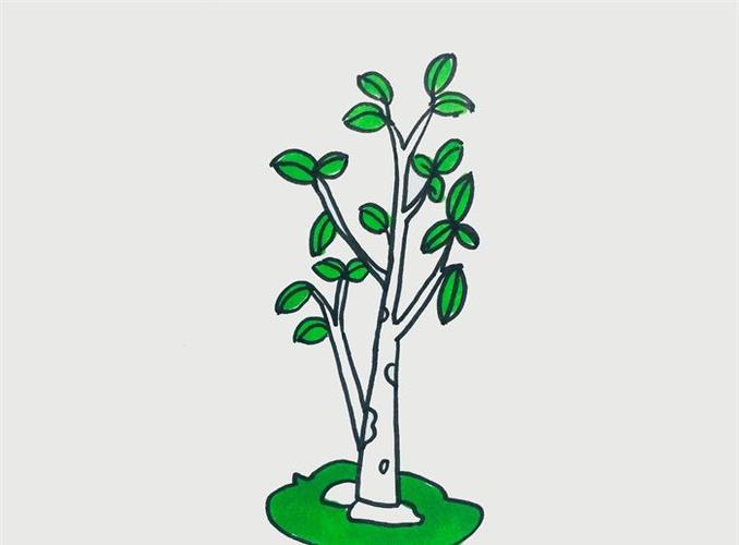 简笔画植物小树简单又好看（简笔画植物花草简单）(8)