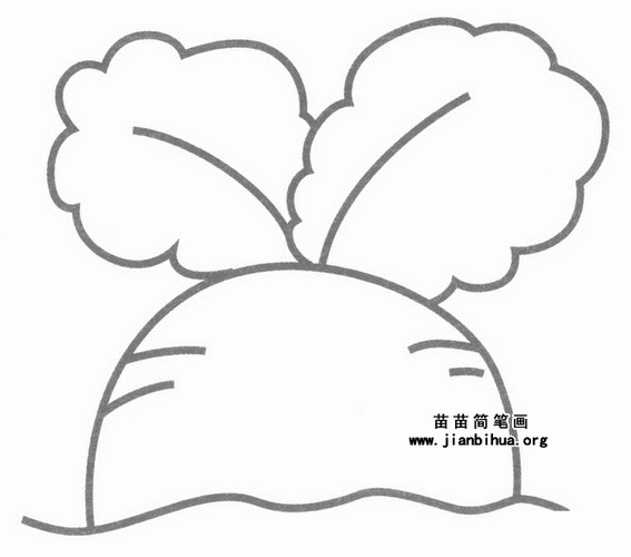 秋季种植的蔬菜萝卜简笔画（红萝卜种子简笔画）(5)