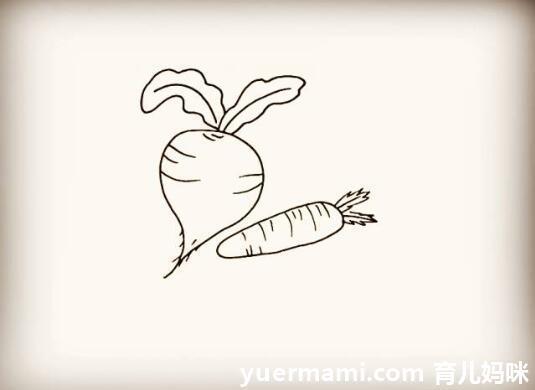 秋季种植的蔬菜萝卜简笔画（红萝卜种子简笔画）(6)