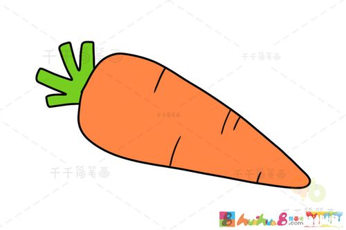 秋季种植的蔬菜萝卜简笔画（红萝卜种子简笔画）(10)