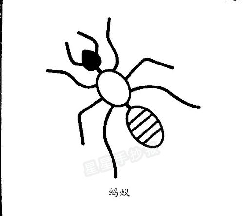 3岁幼儿简笔画蚂蚁（蚂蚁幼儿园简笔画图片大全）(4)