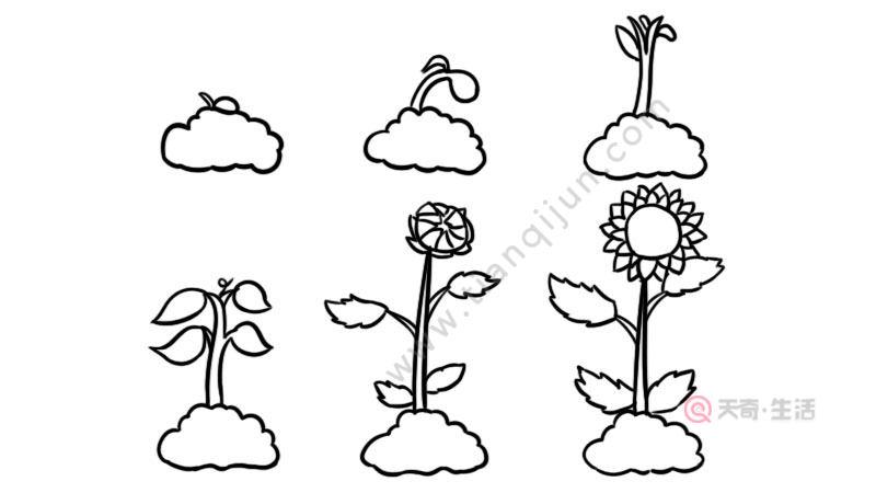 制作植物简笔画（简笔画植物可爱小图案）(6)