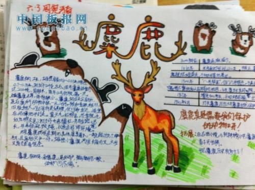 找圣诞节麋鹿的图片手抄报（驯鹿成长手抄报）(3)