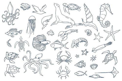2021年海洋生物简笔画（海洋生物触角类简笔画）(10)